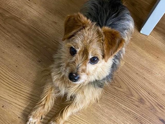 Meet Scooby an eight-year-old male Terrier. Scooby maybe a little shy with new people but soon gains confidence and is extremely affectionate. He loves lots of attention, cuddles up to you on the sofa and enjoys being groomed and pampered. He loves his walks but he has no recall and needs to be kept on the lead. Scooby travels well in the car and is house-trained, he is quick and agile and ideally would prefer an active retired home.
Scooby is a super boy who loves life and has a mischievous loving nature, a real sweetheart.
He may live with other dogs, cannot live with cats but may live with secondary school age children.
See: https://rspca-radcliffe.org.uk/animal/scooby/