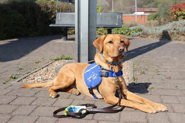 Support dog Essi