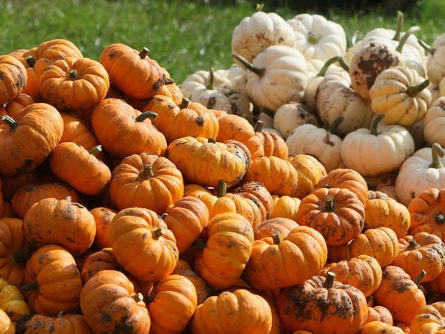 Debdale Lane Pumpkin Patch is open until October 31. The family-run site accepts cash and card payments.