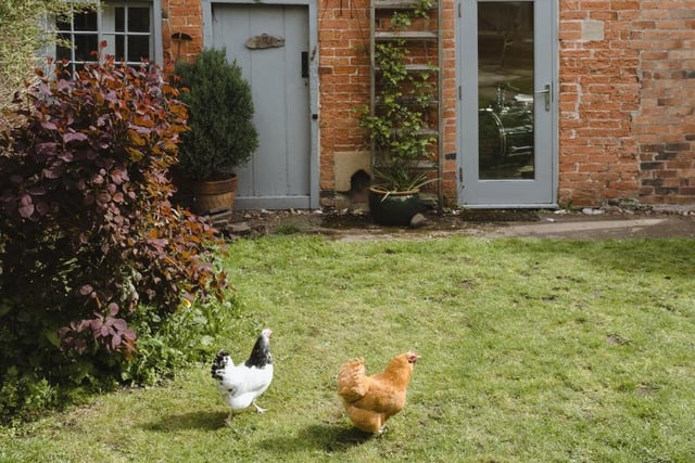 The current owners keep a cheerful bunch of chickens, who add to the enchanting atmosphere at the Westgate property.
