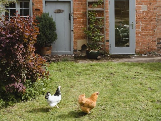 The current owners keep a cheerful bunch of chickens, who add to the enchanting atmosphere at the Westgate property.