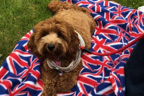 Tony Eaton sent in this regal photo of his dog Luna at the Thoresby Park coronation event.
