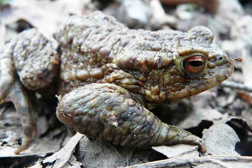 Chad Toad First News: Toad-ally ready for the winter