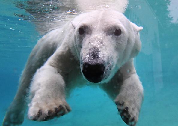 Yorkshire Wildlife Park is still the only place to see Polar Bears in England.