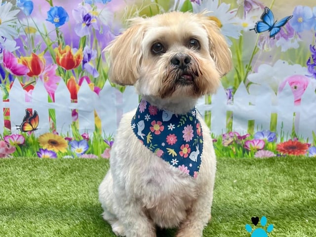 Summer fun at the On All Pawz photoshoot