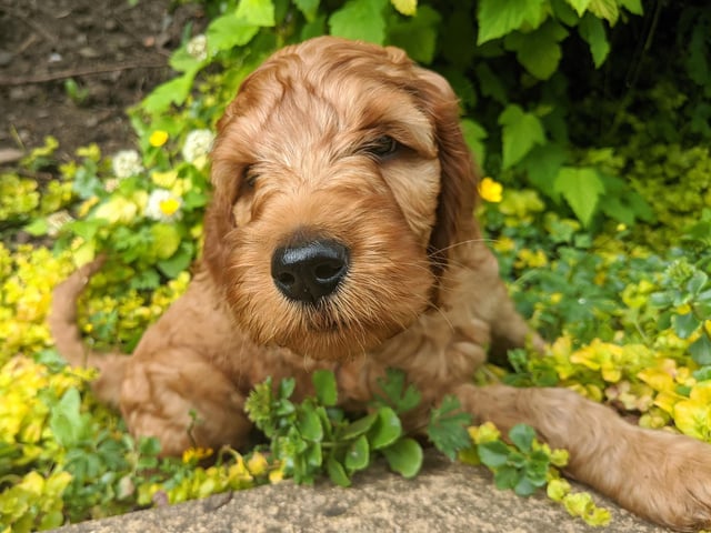 Irish doodle Ruadh became the newest member of Denise Cassie's family during lockdown