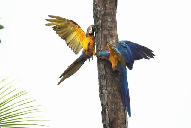 Pictured a pair of blue and yellow Macaws, Rosemary took the picture in the flooded Pantanal region of Brazil  which she describes as "a wonderful location to watch parrots" in the wild.