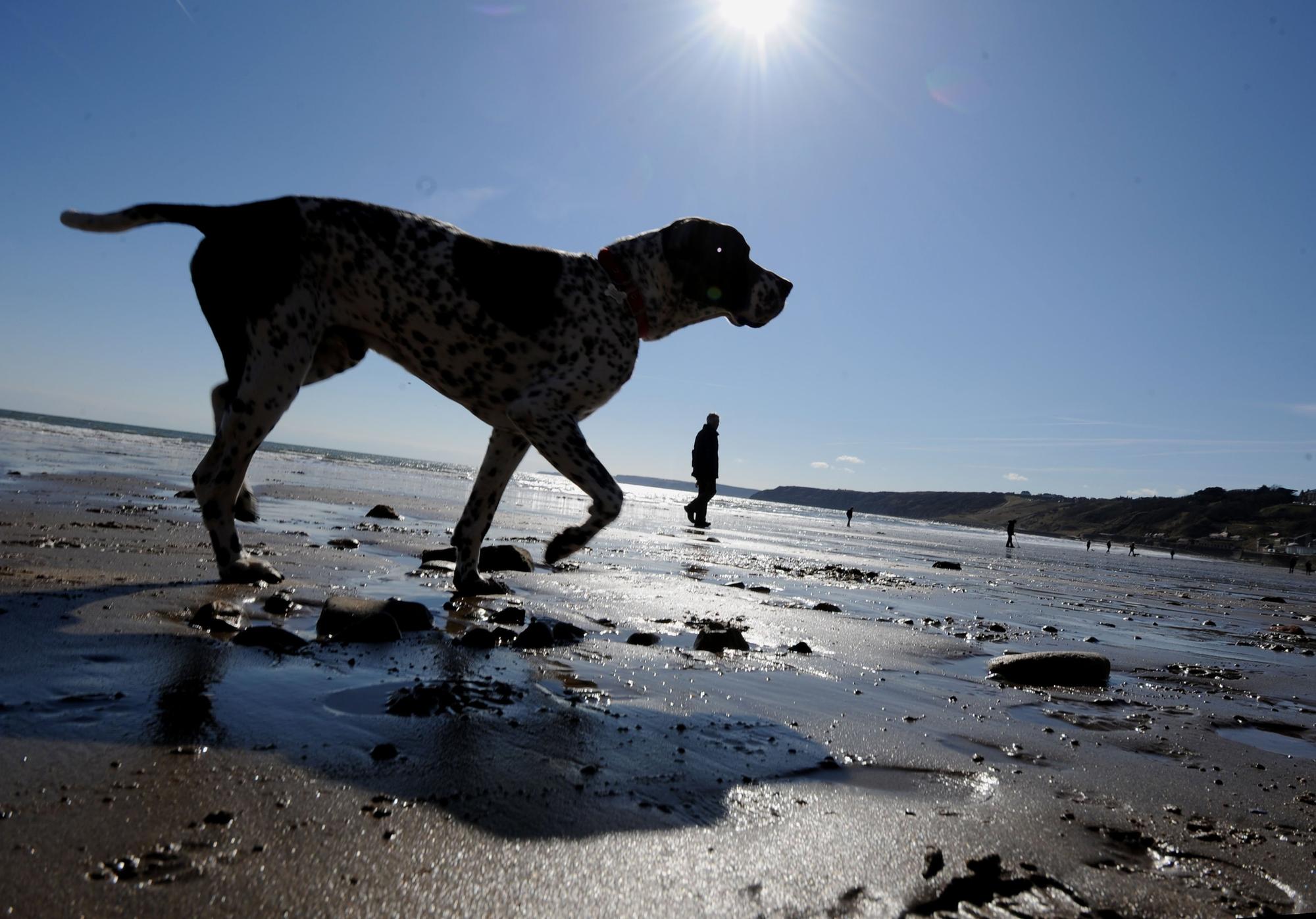 7 places you could be fined if you take your dogs | Mansfield and Ashfield Chad - Vimarsana News