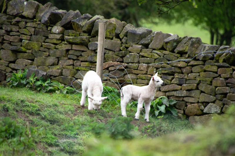 ​Dave Long was in the right place at the right time to snap these spring lambs in action.