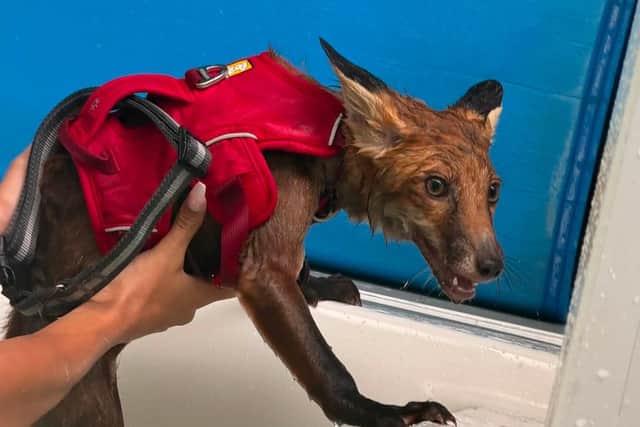 The fox cub has been given a second chance after being hit by a car