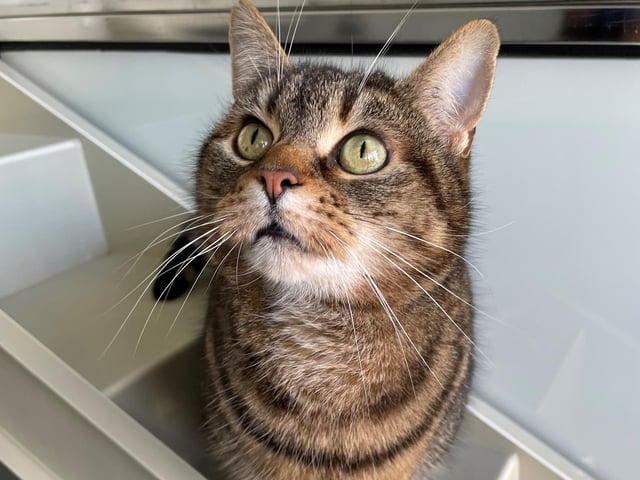 Daisy is a beautiful cat who would suit a quieter home with an experienced cat owner. As she is still settling into life at the centre, she is a little worried currently but does enjoy curling up on a lap and having a fuss when in a home environment. She would need to be the only pet in her new home.