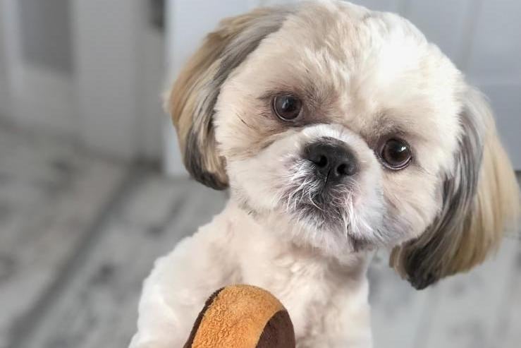 This is Bailey, a Shih tzu, who doesn't NOT like his toys packed away - they must be scattered all over the floor. He also loves a cuddle and playing with his soft toys.