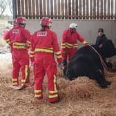 Firefighters came to the aid of Billy the bull. He was unable to stand and at risk of developing medical problems.