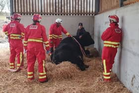 Firefighters came to the aid of Billy the bull. He was unable to stand and at risk of developing medical problems.