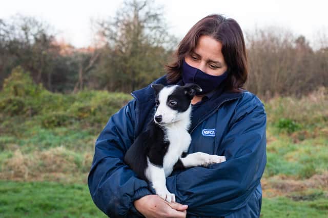 Dealers like to bring in puppies as young as possible so that they are more marketable and desirable to buyers.