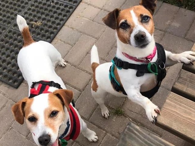 Gherkin and Radish - two rescue dogs from Jerry green rescue. Paula has had the duo for two years.