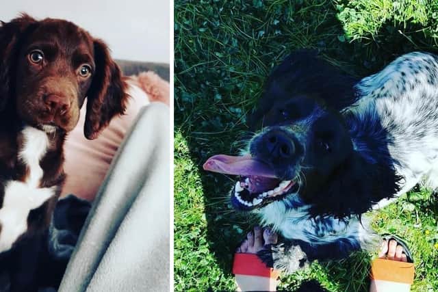 The dogs were stolen last Friday. Picture by South Yorkshire Police