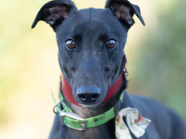 Armani is a sweet and sensitive greyhound in need of a loving home. He was returned after just two days because his adopters couldn't provide the time he needed to adjust. Armani thrives with a kind, confident female hound and can also do well as an only dog with the right family. He enjoys walks but can be reactive towards other dogs. With patience and gentle exposure, this behaviour can improve. Ultimately, Armani is affectionate and will bring joy to a caring family once settled in.