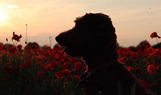Poppy fields photographed by @coppertheirishdoodle