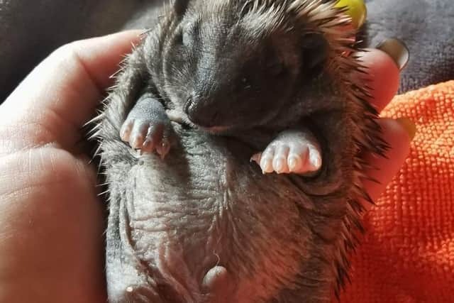 An adorable little hedgehog rescued by the Mansfield Wildlife Rescue centre. As winters comes on they need to keep the animals like this one warm, can you help donate funds to the centre to help with food, electric costs and animal bedding?