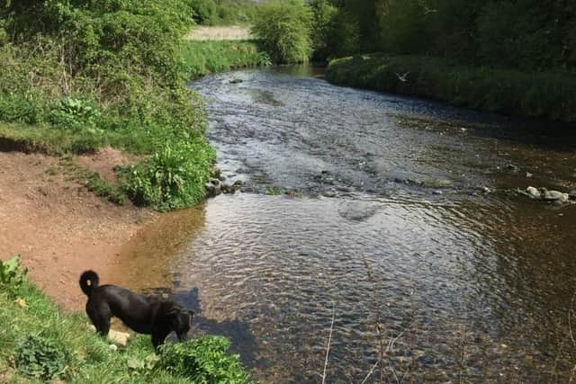 Kevan Shipley said that his dog Pedro, aged 8, regularly walked on the Maun Valley path along New Mill Lane.