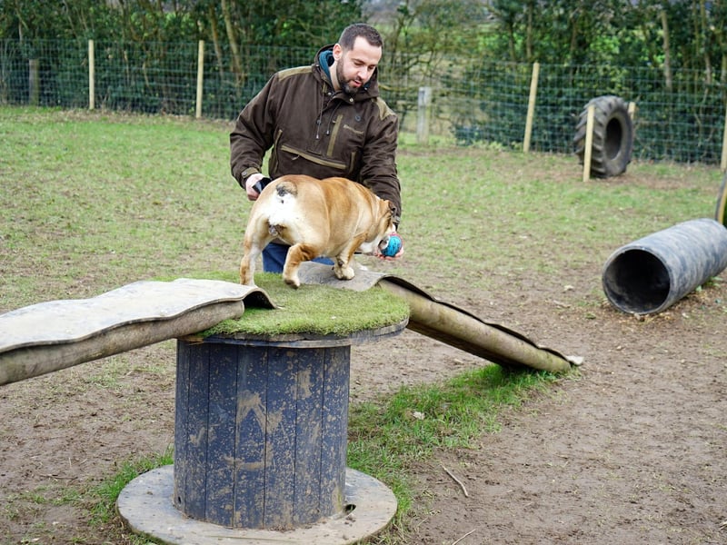 Matt has worked with dogs for many years.