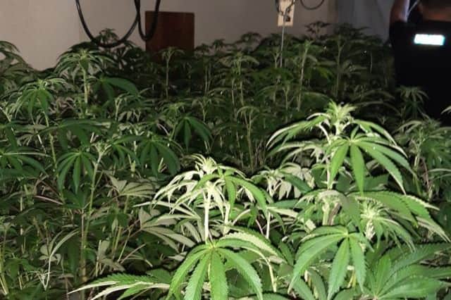 Nottinghamshire Police officers have released this picture of the cannabis plants.