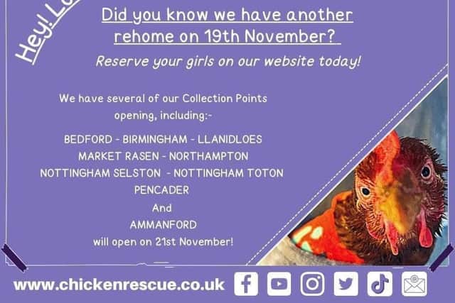 Chicken Rescue UK re-homing poster. 