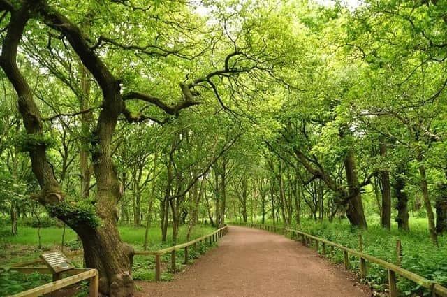 A fascinating walk through Sherwood Forest, taking in the site of St Edwins Chapel, Major Oak, and a number of other historical sites, is one of many you can try this weekend.