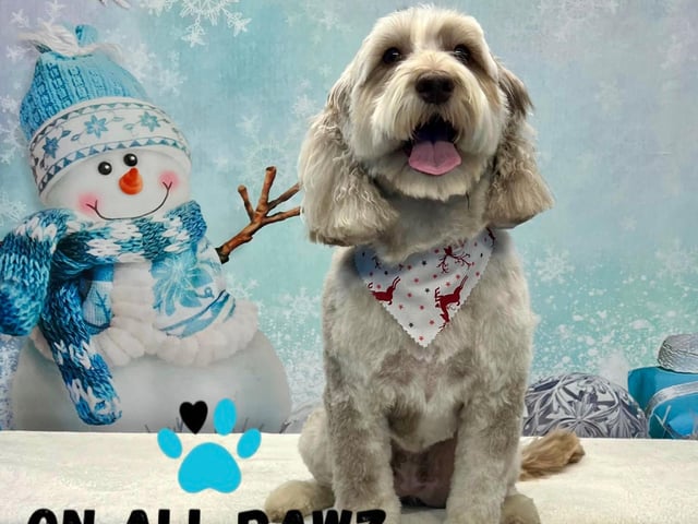 All images can be printed on various products without the watermark, if dog owners wish to purchase a keepsake.