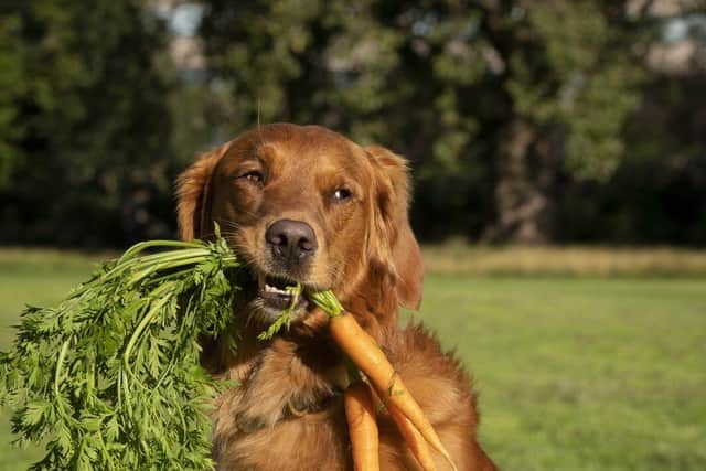 Dog enjoying fresh ingredients