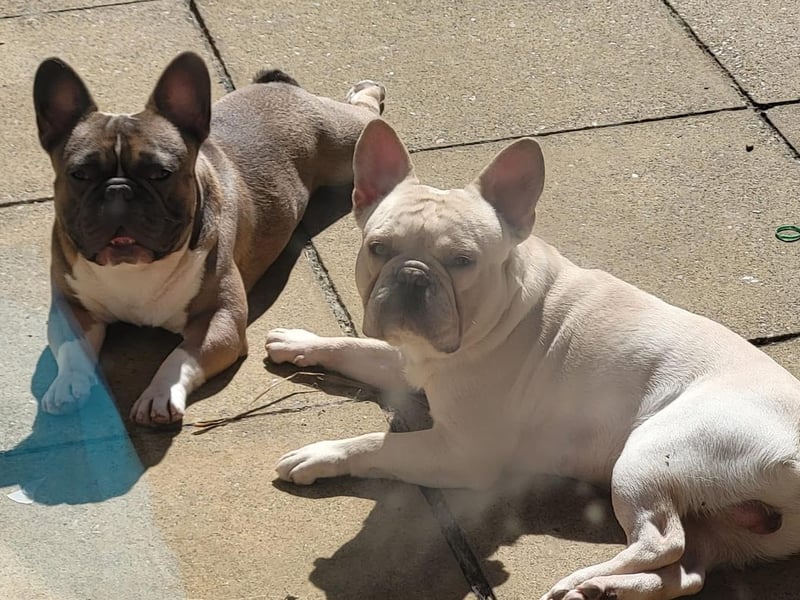 One-year-old Simba and George.