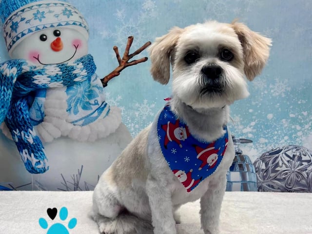 Each dog gets a cute bandana to wear