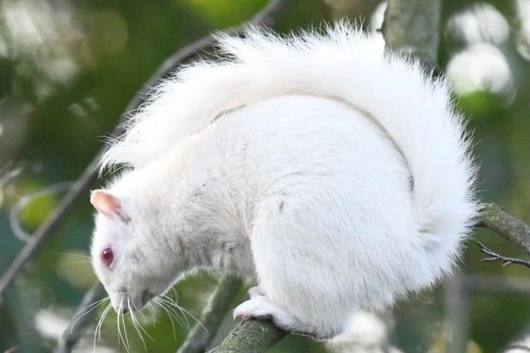 Linda Monteith, from Edinburgh, first noticed the pair of albino squirrels in November 2020.