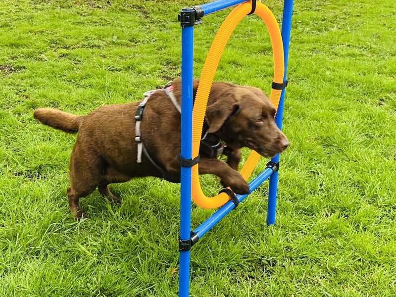 The McRell's garden is now a play haven for local dogs; here is Willow trying out the agility set.