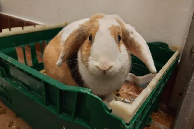 Peanut is a tan and white rabbit from Dunbartonshire. Peanut is a little sassy and would rather hop around and do her own thing rather than be over-handled. She will soon come to you for attention as soon as you have some tasty veg for her though!