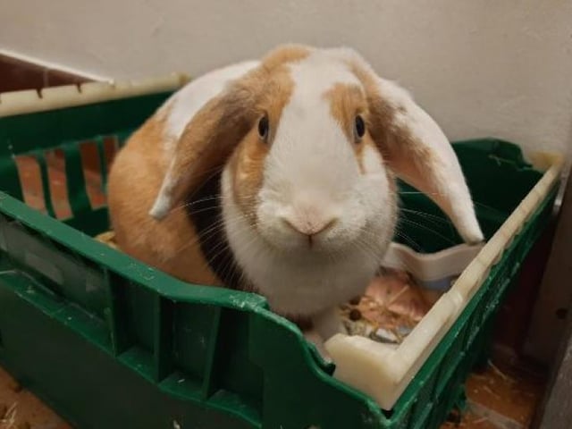 Peanut is a tan and white rabbit from Dunbartonshire. Peanut is a little sassy and would rather hop around and do her own thing rather than be over-handled. She will soon come to you for attention as soon as you have some tasty veg for her though!
