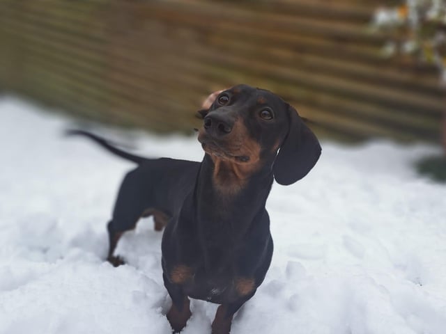 A sausage in the snow.