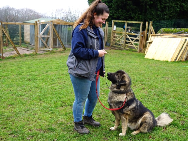 Duties will range from cleaning, kennel maintenance and fundraising to assure quality of life for Dogs in needs. There is a potential opportunity to work closely with the dogs after they have settled in and built a relationship with the dogs. Volunteers need to be confident around dogs and to understand a dogs needs and be able to work in a team. To apply, contact the email address: Doggydenshomecheck@gmail.com