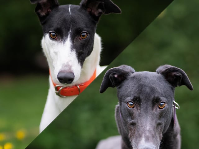 Koko and Nikita have returned to the kennels after a year in a home. They're two sweet greyhounds who love walks and are friendly with everyone. They share a strong bond, so the ideal home would provide stability and time to help them adjust. Both dogs walk calmly on leads, enjoy exploring, and are sociable with other greyhounds. Nikita is livelier, while both are incredibly affectionate and would make wonderful companions.
