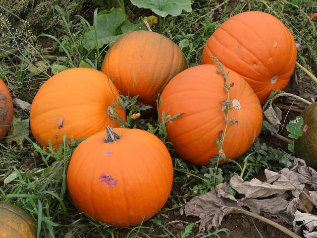 Pumpkins are ready to be picked from the Debdale Lane site.