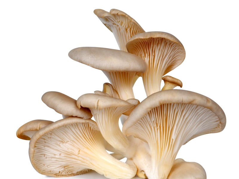 On Saturday, February 17, Rufford Abbey Country Park, Ollerton, will host a foraging event. Why not book this for a 'different type of date' this February? Whether you’re a beginner or someone who wants to deepen their knowledge, this three-hour foraging walk is the perfect way to learn all about wild food. To purchase tickets, visit otallywilduk.co.uk/events/foraging-walk-nottingham/