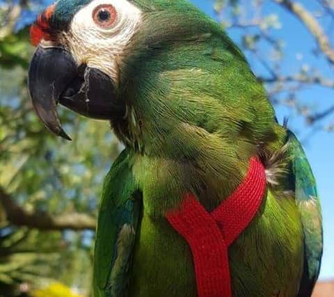 Missing parrot Rio