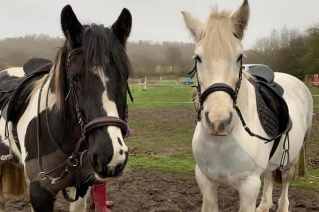 Karen Proctor's horses, Poppy (left) and Buddy.