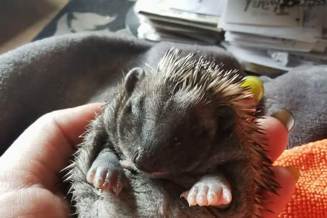 A baby hedgehog just one of the cute creatures rescued by Cheryl Martins