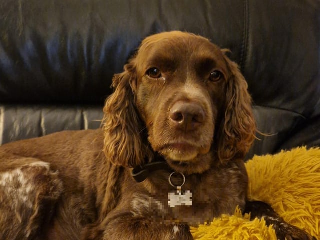 Chico is Amanda Walker's rescue dog from Spain. She said she has now had him with her for three years.
