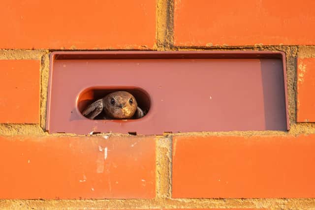 Housebuilders have been working with the RSPB to install special swift nesting bricks that are part of external walls of new homes