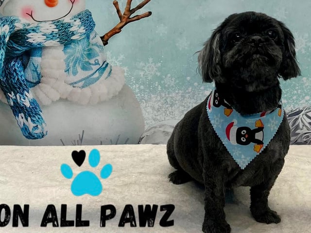 Every dog who is booked in for a groom during December will receive a themed bandana and have one of these gorgeous photos taken