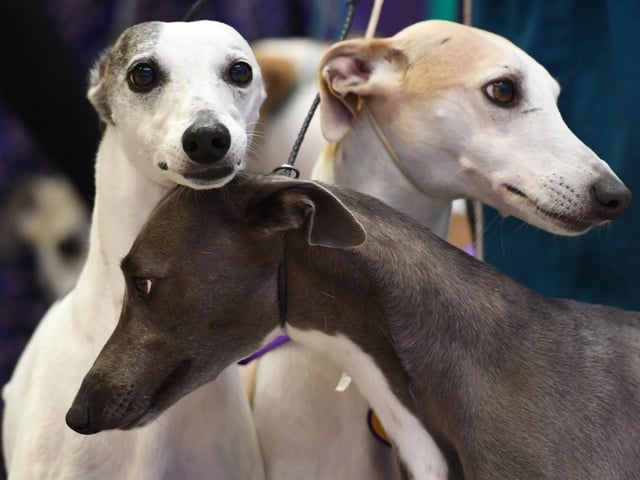 Although Whippets like to run, most of the time they make excellent house dogs. They are quiet while hanging out in the living room at home, often spending most of the day sleeping. Their natural attachment to people makes them happiest when kept as house pets. The breed is friendly to visitors and good with well-trained children!