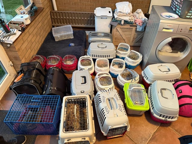 The rescued animals all waiting to be health checked.